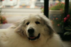 今日もかわいいココさん