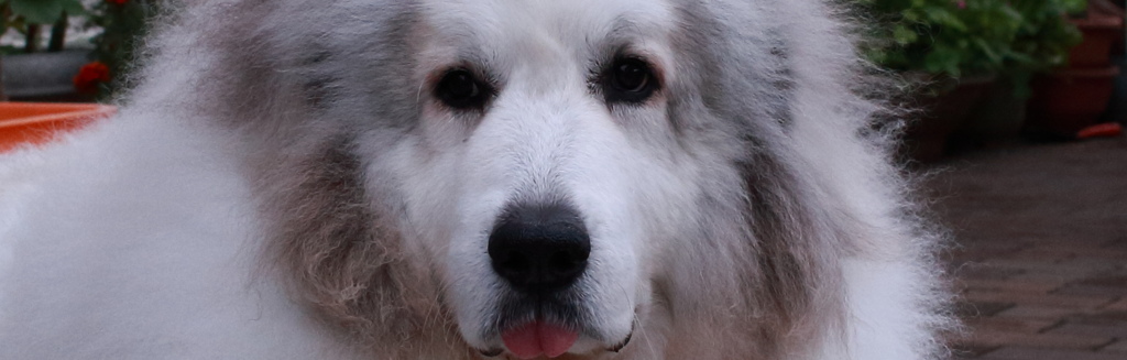 ココさん　カスタムトリミング