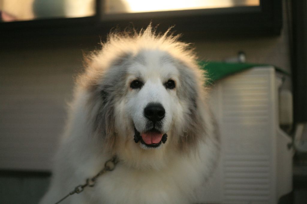 今日も番犬してるココ様