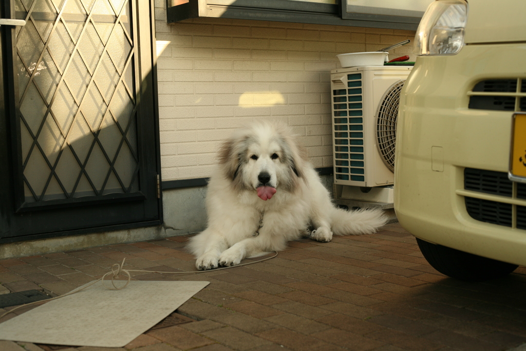 今朝もココちゃん吐いちゃったらしい