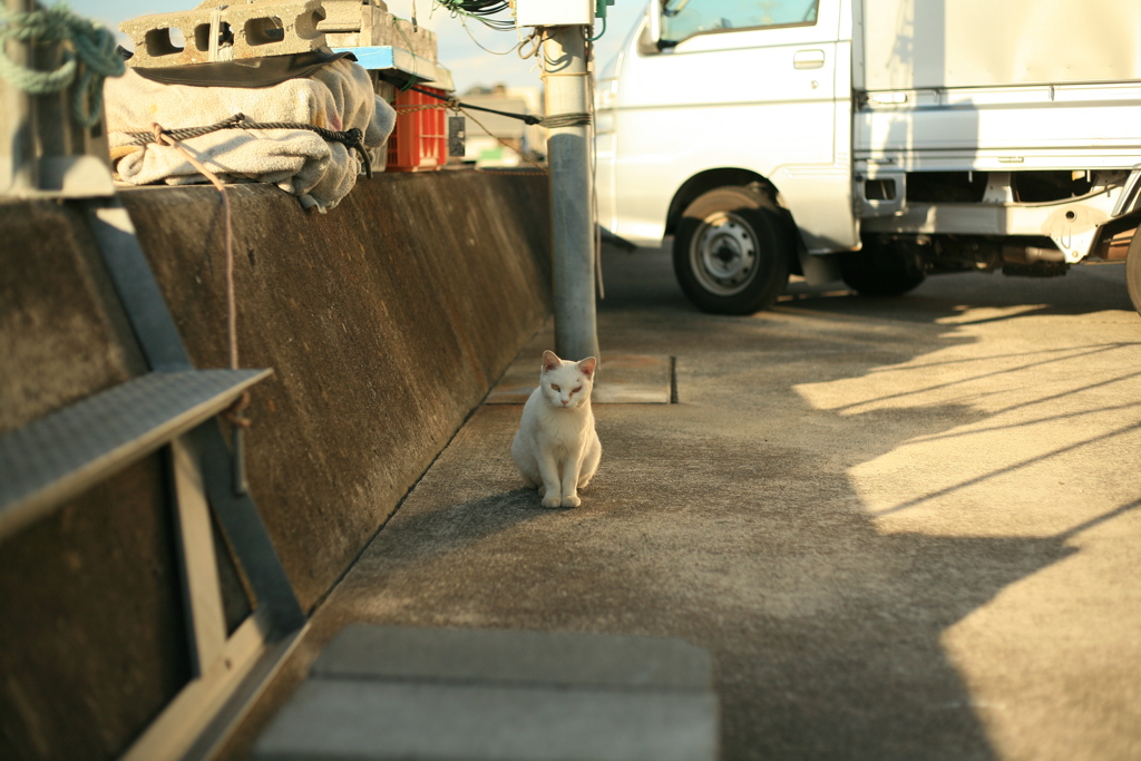 港の白猫さん