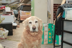 引越しの番をしてるみゅうちゃん