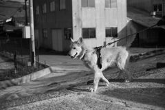 散歩してるダイちゃん