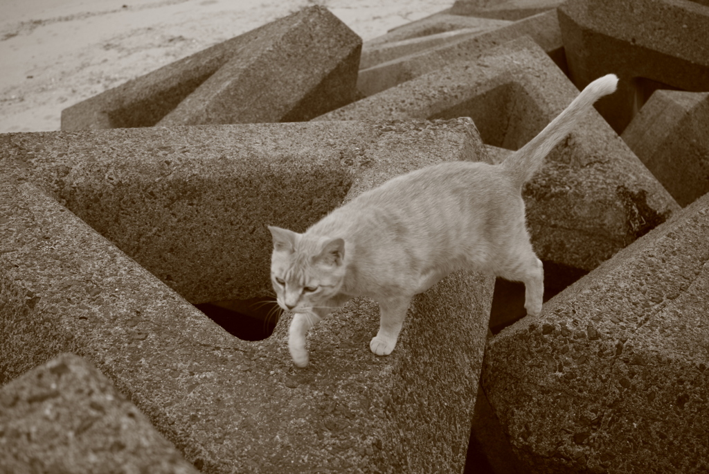 やってくるトラヤン