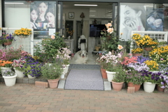 門番してるココさん