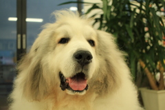 今日もお店番のココさん