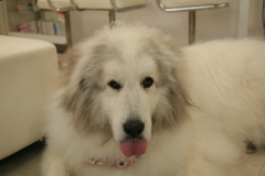 あっかんべーしてるココさん