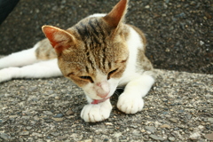 ペロペロしてるトム君