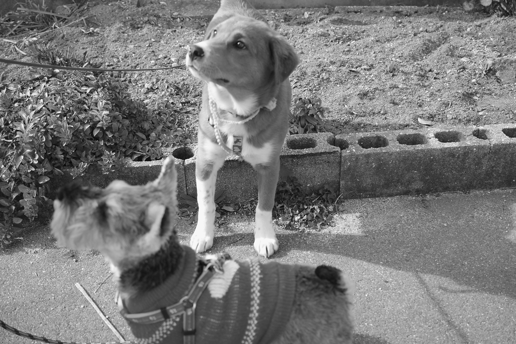 リンちゃんとソラちゃん