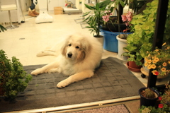 お見送りしてくれるココさん