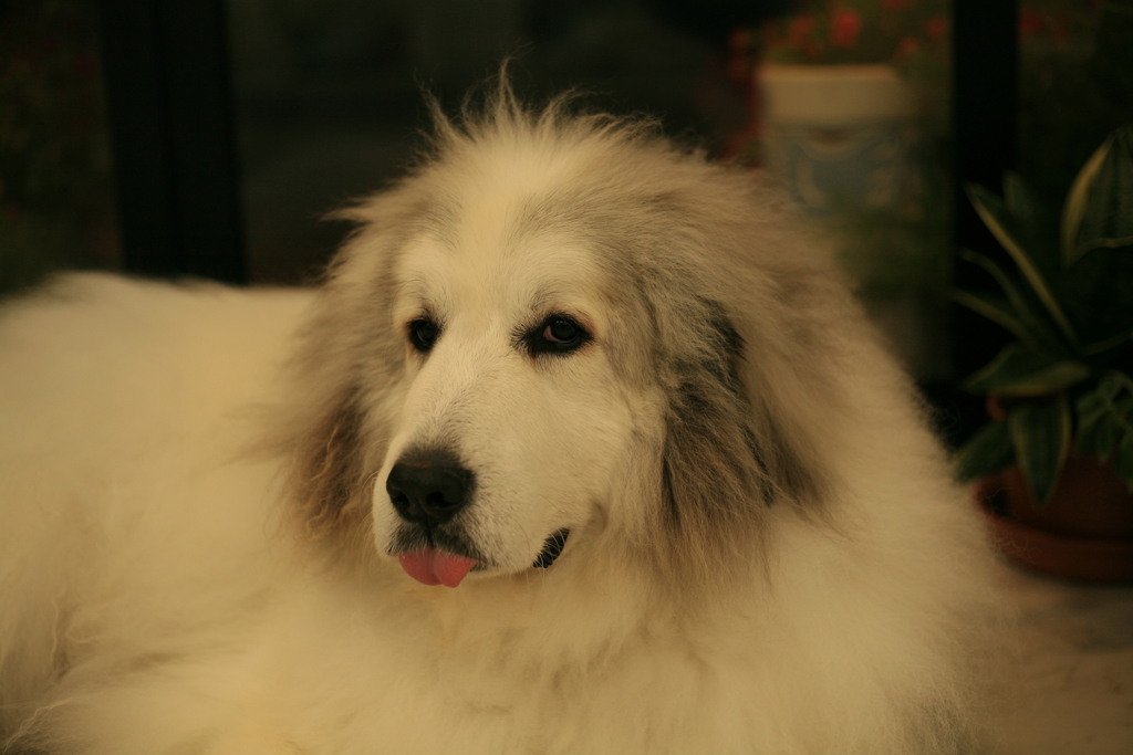 今日もお店番してるココ様