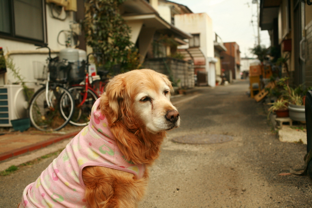 お宿番してるみゅうちゃん