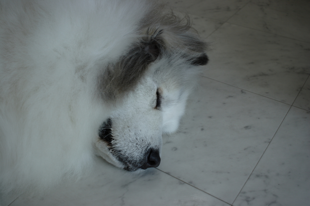 20Dで撮って出しで古臭い色味