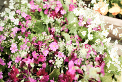 無料のフォトショップで遊ぶ