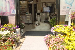 お店番してるココさん