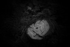 Holga lens by Monochrome