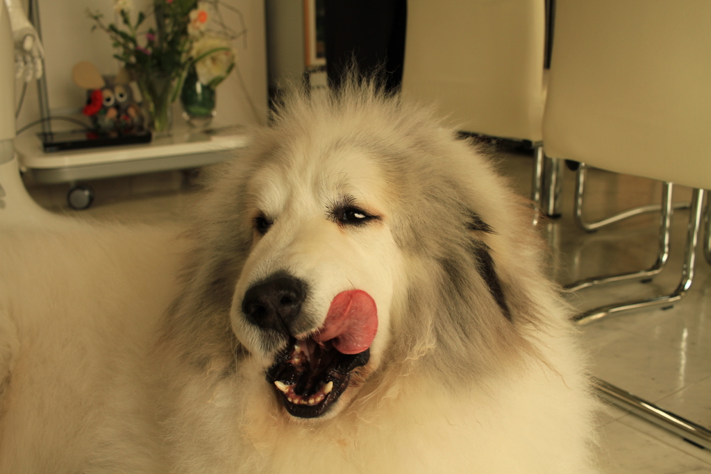 お店番してるココちゃん