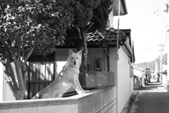 レンズの違いもあるんだろうけど、フルサイズって写りますな　!(^^)!