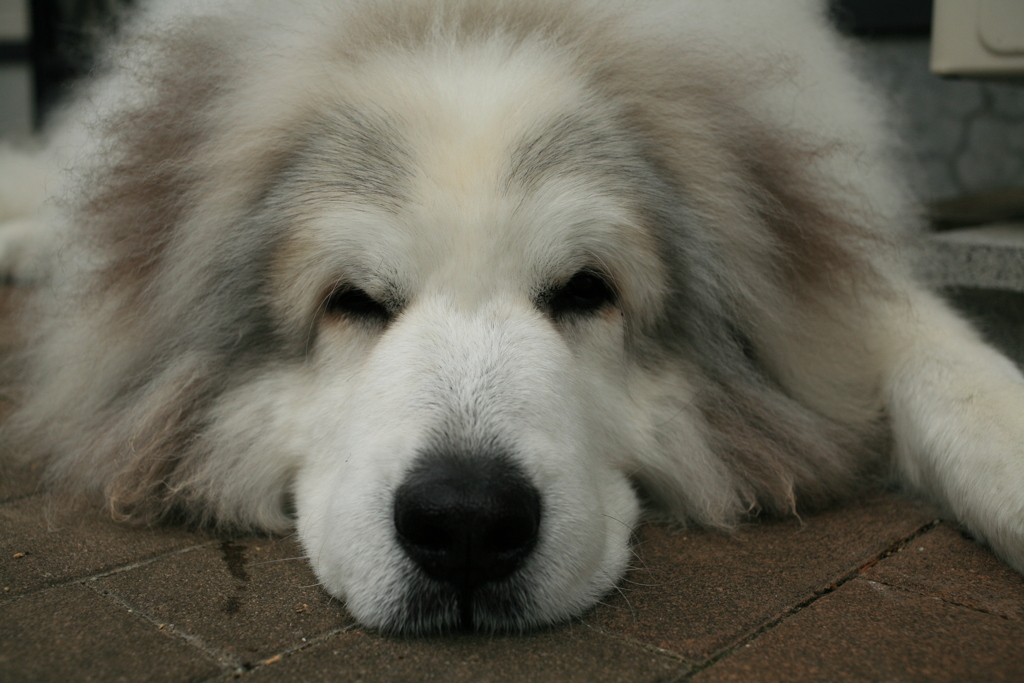 久しぶりの日曜のココさん