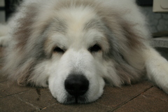 久しぶりの日曜のココさん