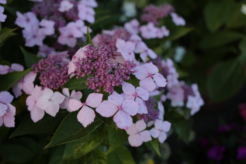ココさん所の花