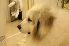 お店番してるココさん