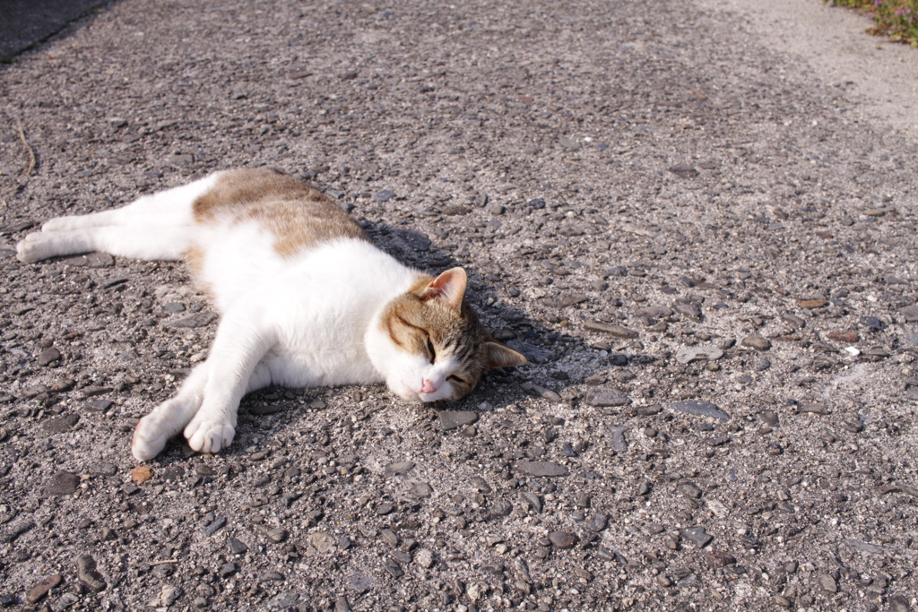 あったかい＠2019-03-21