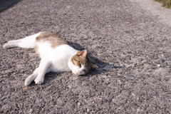 あったかい＠2019-03-21