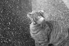 モノクロ＠2019-01-29