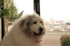 今日も暑い中お店番してるココさん