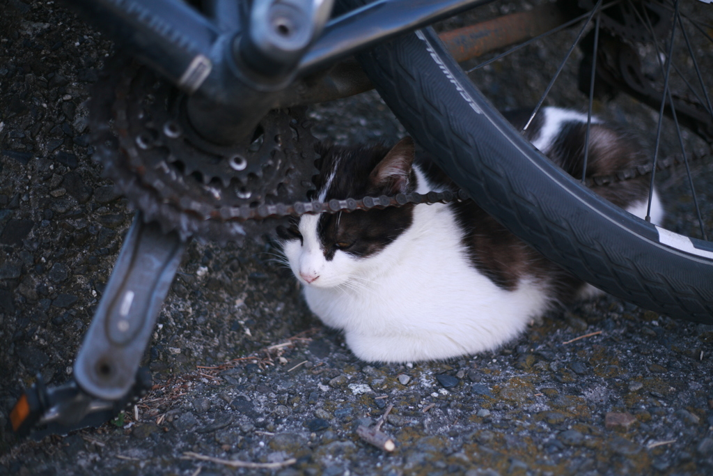 トム君から逃げてるメス猫