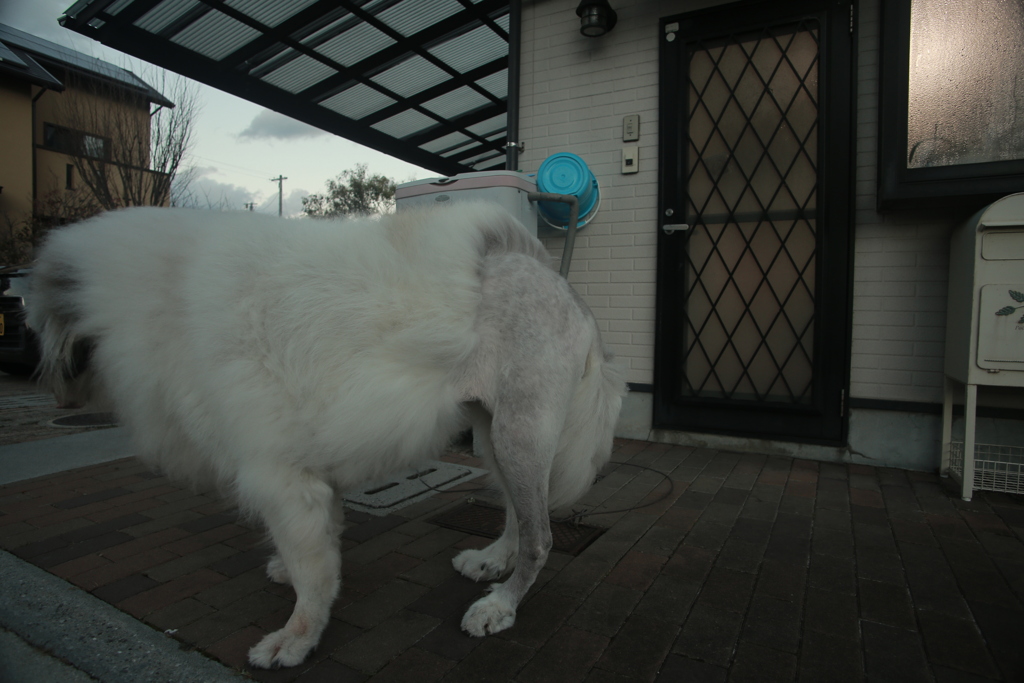 手術跡がケンタッキーフライドチキンみたいなココ様