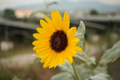 ちっちゃいひまわり