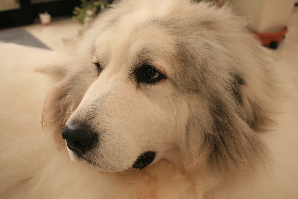 今日もお店番のココさん