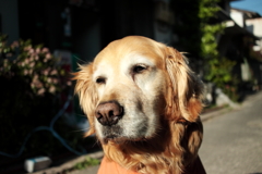 営業本部長みゅうちゃん