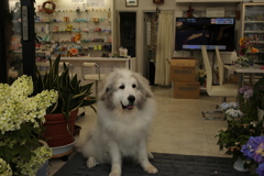 お店番してるココさん