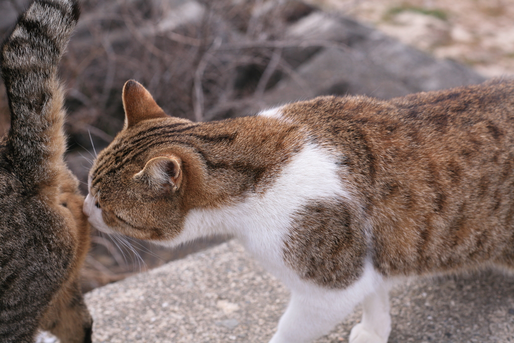 おしりを匂うトム君