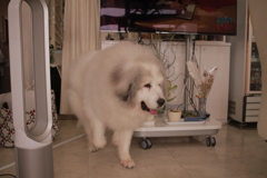 お昼のココさん