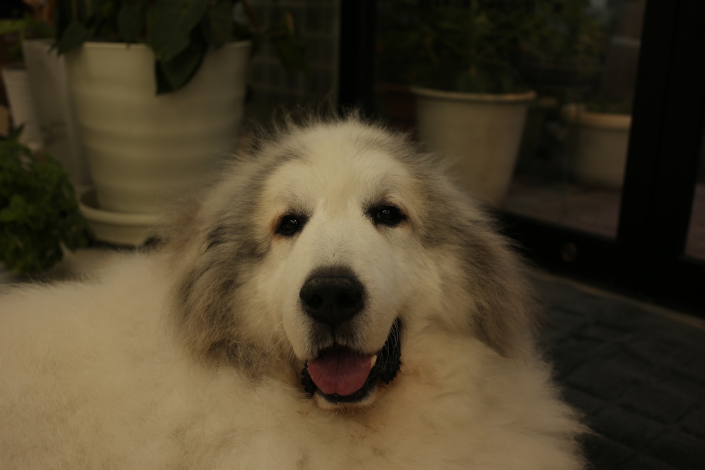 お店番してるココちゃま