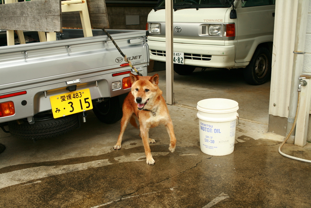 番犬してるモクちゃん
