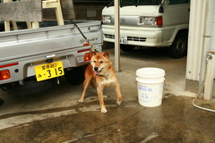 番犬してるモクちゃん