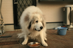 ご飯食べてるココさん