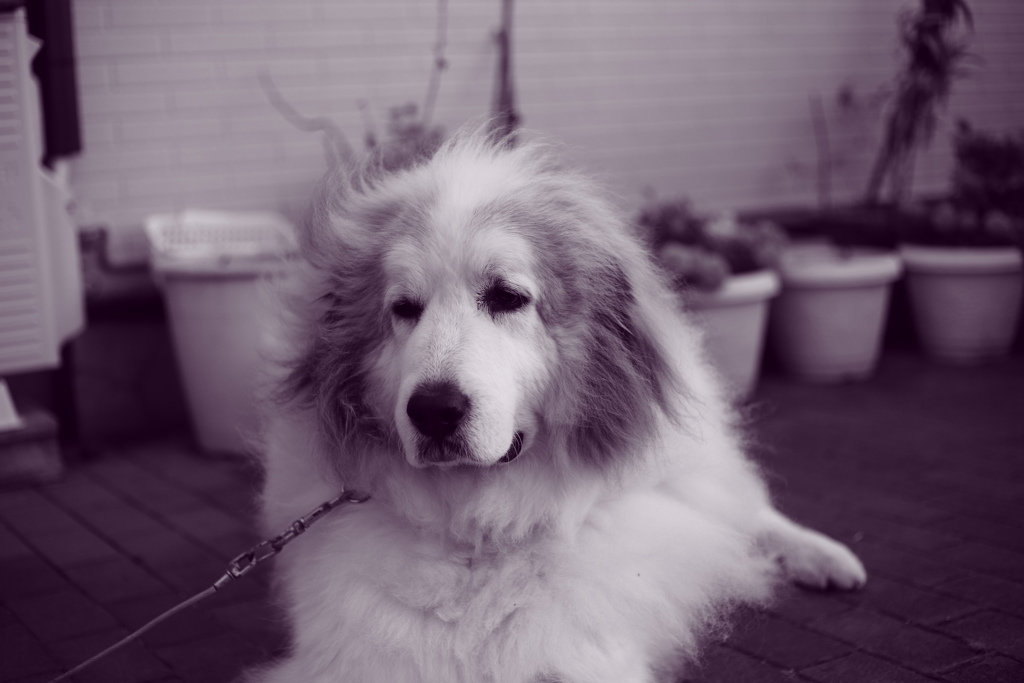 雨だから焼き直し　調色紫