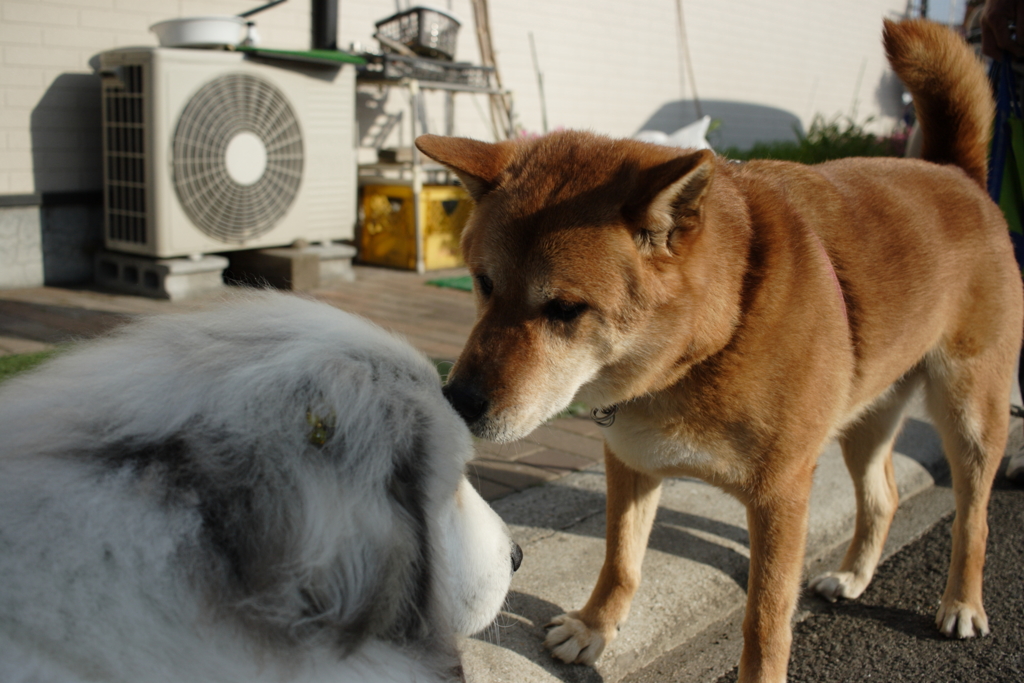 ココちゃん＆モクちゃん