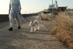 お母さんと散歩してるアビィちゃん