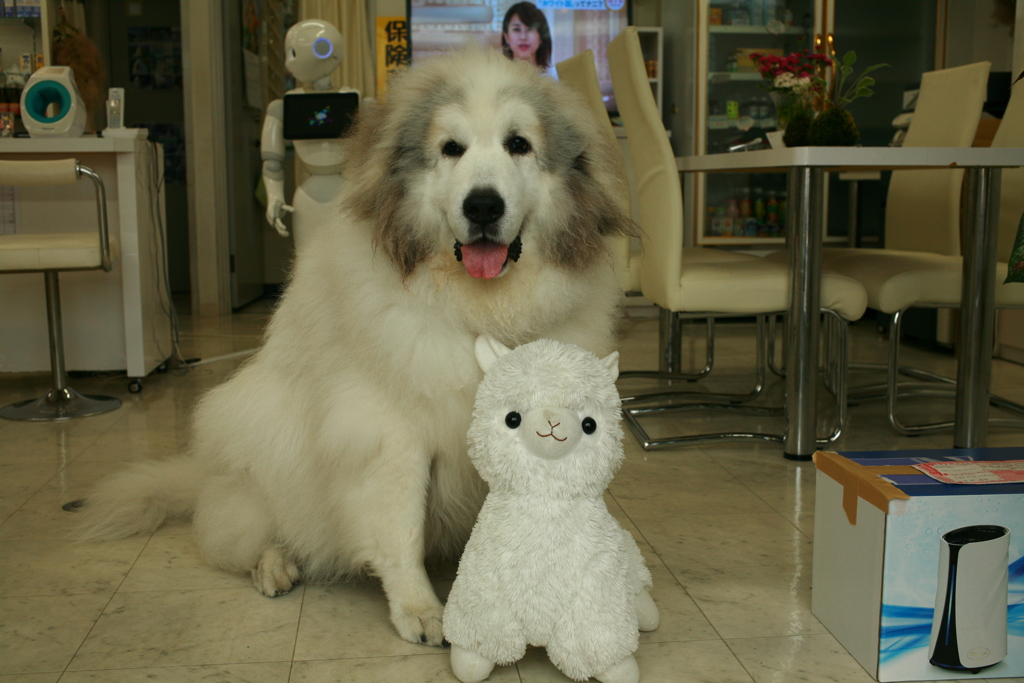 ミラバケッソとココさん