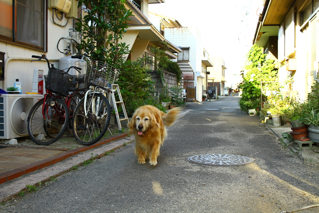 やってくるみゅうちゃん