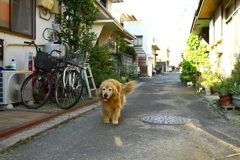 やってくるみゅうちゃん