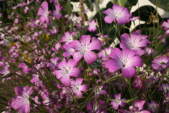 ココさんところの花