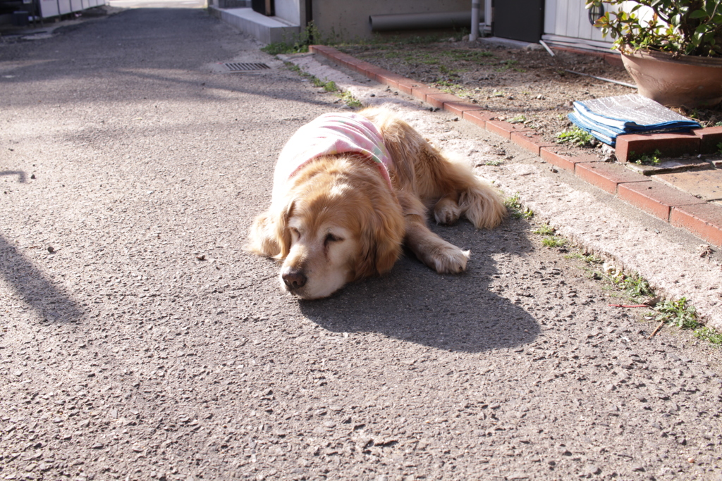 今日もお宿番してる営業本部長みゅうちゃん